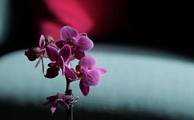 The Chapter Hotels - Lancaster Gate